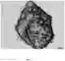Fig. 02 - Powder containing crystals comprising ingredients enclosed therein