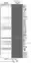 Fig. 16 - THERAPY FOR KINASE-DEPENDENT MALIGNANCIES