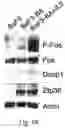 Fig. 28 - THERAPY FOR KINASE-DEPENDENT MALIGNANCIES