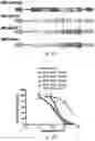 Fig. 33 - THERAPY FOR KINASE-DEPENDENT MALIGNANCIES