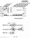 Fig. 45 - THERAPY FOR KINASE-DEPENDENT MALIGNANCIES