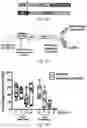 Fig. 50 - THERAPY FOR KINASE-DEPENDENT MALIGNANCIES