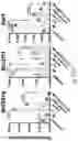 Fig. 80 - THERAPY FOR KINASE-DEPENDENT MALIGNANCIES
