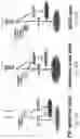 Fig. 81 - THERAPY FOR KINASE-DEPENDENT MALIGNANCIES