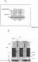Fig. 01 - Nanosheet FET bottom isolation