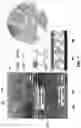 Fig. 07 - Three-dimensional architectured anode, a direct carbon fuel cell including the three-dimensional architectured anode, and related methods