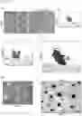 Fig. 02 - Methods for generation of cell-derived microfilament network