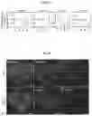 Fig. 02 - Reducing systemic regulatory T cell levels or activity for treatment of a retinal degeneration disorder