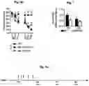 Fig. 08 - Reducing systemic regulatory T cell levels or activity for treatment of a retinal degeneration disorder