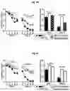 Fig. 11 - Reducing systemic regulatory T cell levels or activity for treatment of a retinal degeneration disorder