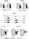 Fig. 16 - Reducing systemic regulatory T cell levels or activity for treatment of a retinal degeneration disorder