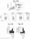 Fig. 17 - Reducing systemic regulatory T cell levels or activity for treatment of a retinal degeneration disorder