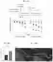 Fig. 25 - Reducing systemic regulatory T cell levels or activity for treatment of a retinal degeneration disorder