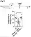 Fig. 29 - Reducing systemic regulatory T cell levels or activity for treatment of a retinal degeneration disorder