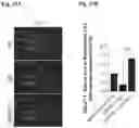 Fig. 31 - Reducing systemic regulatory T cell levels or activity for treatment of a retinal degeneration disorder
