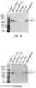 Fig. 07 - Multivalent glycopeptides that tightly bind to target proteins