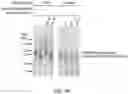 Fig. 08 - Multivalent glycopeptides that tightly bind to target proteins