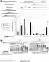 Fig. 09 - Multivalent glycopeptides that tightly bind to target proteins