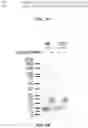 Fig. 13 - Multivalent glycopeptides that tightly bind to target proteins