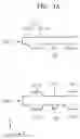Fig. 05 - Manufacturing method of organic light-emitting display and mask assembly