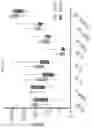 Fig. 37 - Articles of manufacture and methods for treatment using adoptive cell therapy