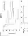 Fig. 41 - Articles of manufacture and methods for treatment using adoptive cell therapy