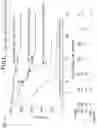 Fig. 55 - Articles of manufacture and methods for treatment using adoptive cell therapy