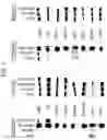 Fig. 02 - NYVAC-based plasmodium malaria vaccine