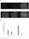 Fig. 02 - NUCLEIC ACID PRODUCTS AND METHODS OF ADMINISTRATION THEREOF