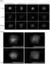 Fig. 06 - NUCLEIC ACID PRODUCTS AND METHODS OF ADMINISTRATION THEREOF
