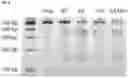 Fig. 33 - NUCLEIC ACID PRODUCTS AND METHODS OF ADMINISTRATION THEREOF