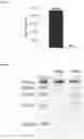 Fig. 40 - NUCLEIC ACID PRODUCTS AND METHODS OF ADMINISTRATION THEREOF