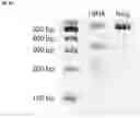 Fig. 41 - NUCLEIC ACID PRODUCTS AND METHODS OF ADMINISTRATION THEREOF