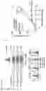 Fig. 04 - MODULATING BIOMARKERS TO INCREASE TUMOR IMMUNITY AND IMPROVE THE EFFICACY OF CANCER IMMUNOTHERAPY