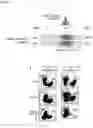 Fig. 07 - MODULATING BIOMARKERS TO INCREASE TUMOR IMMUNITY AND IMPROVE THE EFFICACY OF CANCER IMMUNOTHERAPY