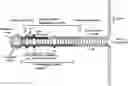 Fig. 01 - Modulatory polynucleotides