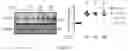 Fig. 79 - Engineered TSC2