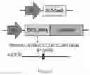 Fig. 89 - Engineered TSC2