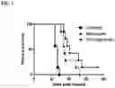 Fig. 02 - T cells with reduced surface fucosylation and methods of making and using the same