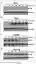 Fig. 17 - Compositions and methods for preventing and treating radiation-induced bystander effects caused by radiation or radiotherapy