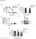 Fig. 06 - Engineered anthrax protective antigen proteins for cancer therapy
