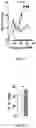 Fig. 09 - Compositions and methods for preventing and treating graft versus host disease