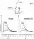Fig. 07 - Covalently linked antigen-antibody conjugates