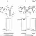 Fig. 09 - Covalently linked antigen-antibody conjugates