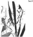Fig. 35 - Covalently linked antigen-antibody conjugates