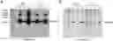 Fig. 01 - vNAR antibody which binds VEGF for use in dogs or cats
