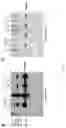 Fig. 02 - vNAR antibody which binds VEGF for use in dogs or cats