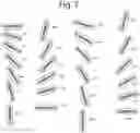 Fig. 20 - PSEUDO-RANDOM STEGANOGRAPHIC CAMOUFLAGE