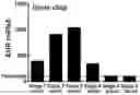 Fig. 01 - METHODS AND COMPOSITIONS FOR TREATING MULTIPLE MYELOMA AND INCREASING ANTIBODY DEPENDENT CELL CYTOTOXICITY BY TARGETING THE ARYL HYDROCARBON RECEPTOR