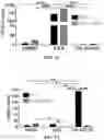 Fig. 03 - METHODS AND COMPOSITIONS FOR TREATING MULTIPLE MYELOMA AND INCREASING ANTIBODY DEPENDENT CELL CYTOTOXICITY BY TARGETING THE ARYL HYDROCARBON RECEPTOR